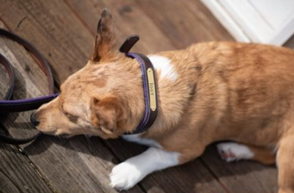 Perri's Padded Leather Dog Collar w/ Plate