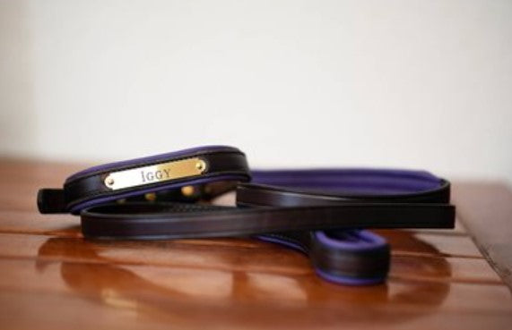 Perri's Padded Leather Dog Collar w/ Plate