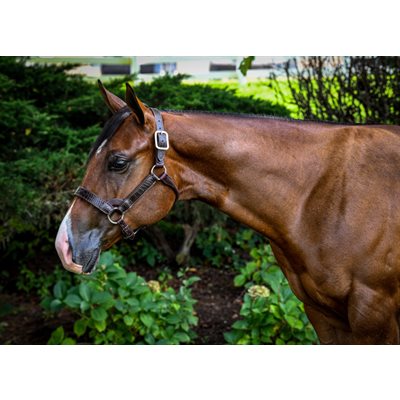 Western Black Yearling Croc Design w SS HDW Halter WSP