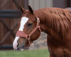 PERRI'S LEATHER RANCH HALTER - HORSE SIZE