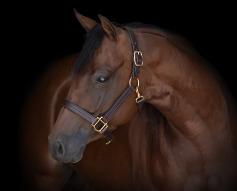 World Champion Duplicate Buckle